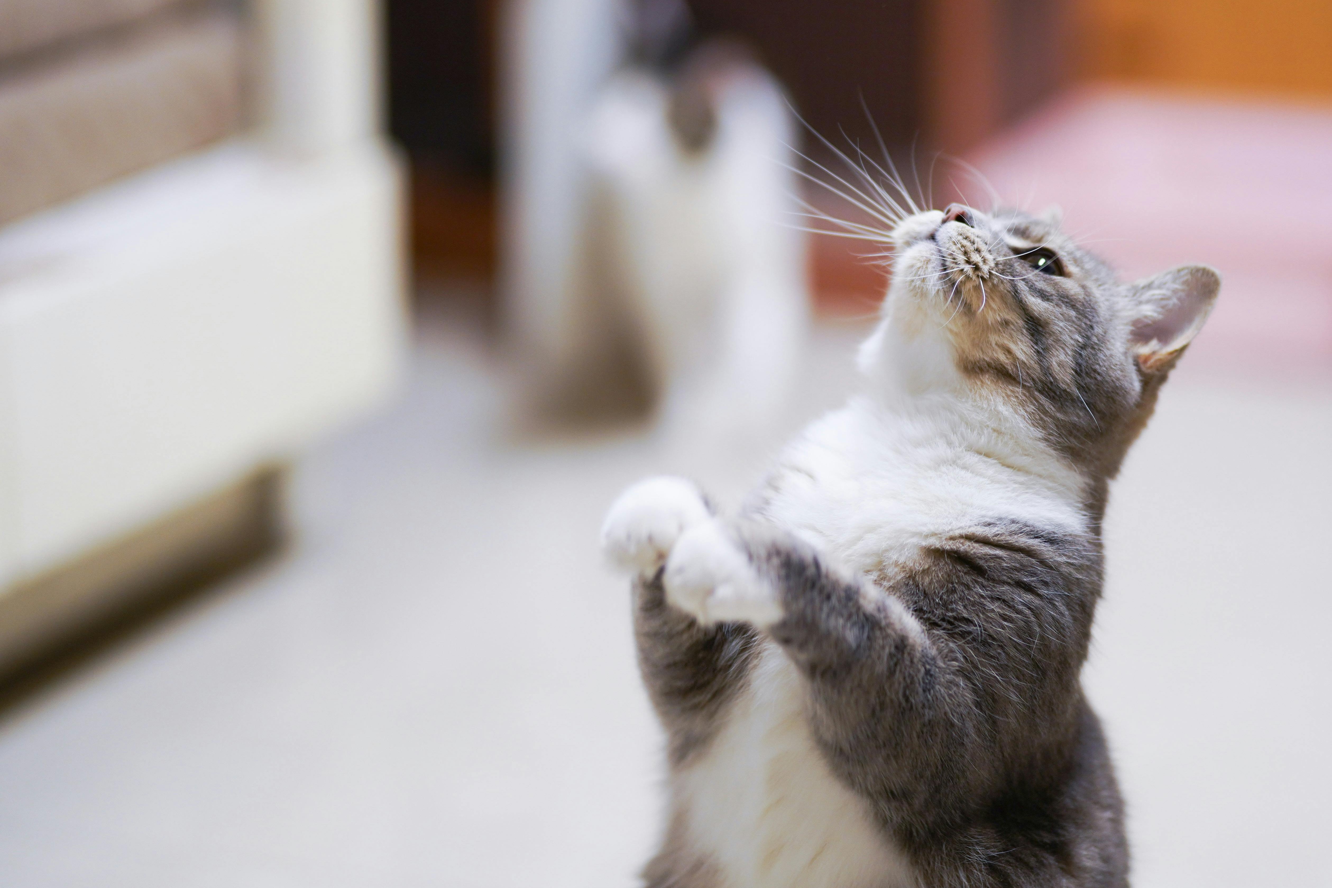 Aries Cat